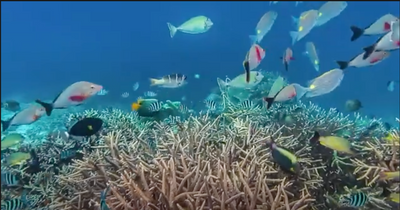 Save the ocean ⁠— protect the future